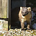 Pinemarten1