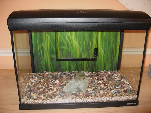 freshwater fish tanks